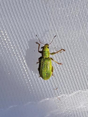 Réf. 227 639 : Pachyrhinus lethierryi